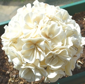 Snowball Hydrangea   single flower